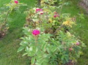 Gartenbau Alt